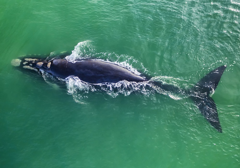 whale in water