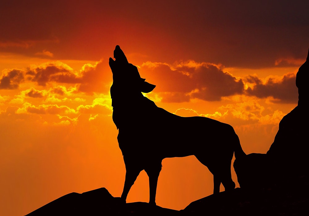 wolf silhouette