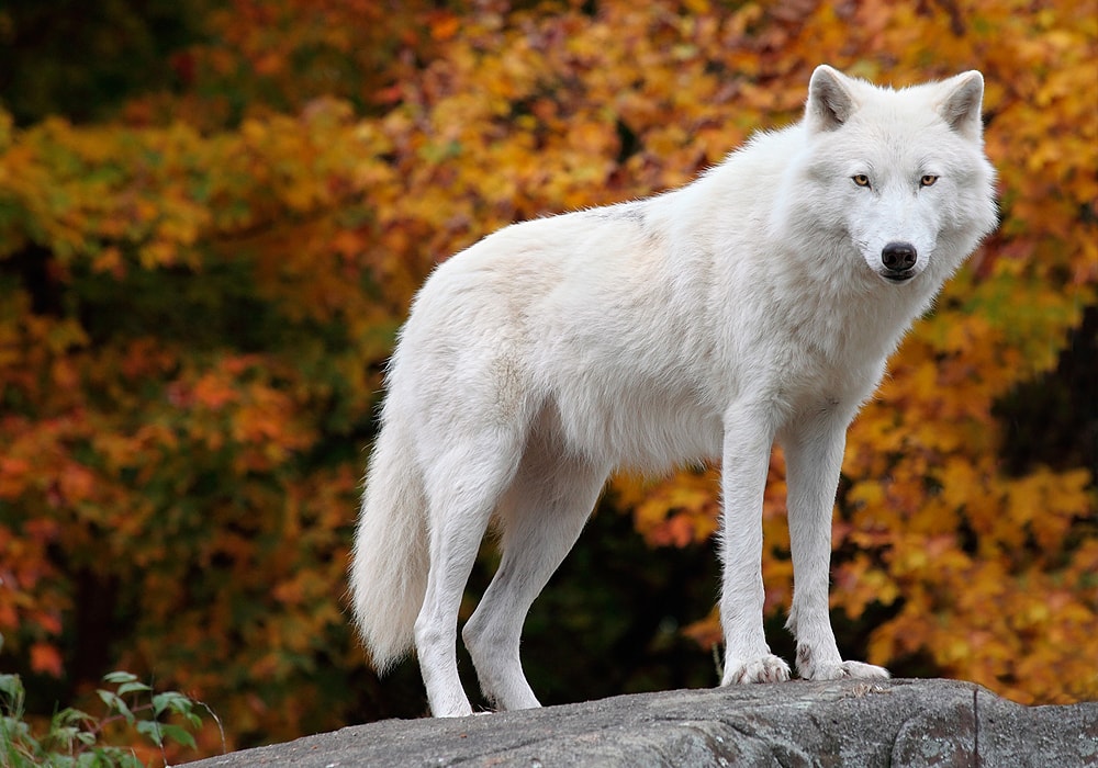 silver and red wolf tattoo