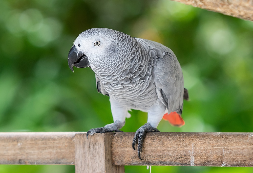 grey parrot