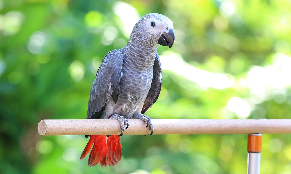 grey parrot