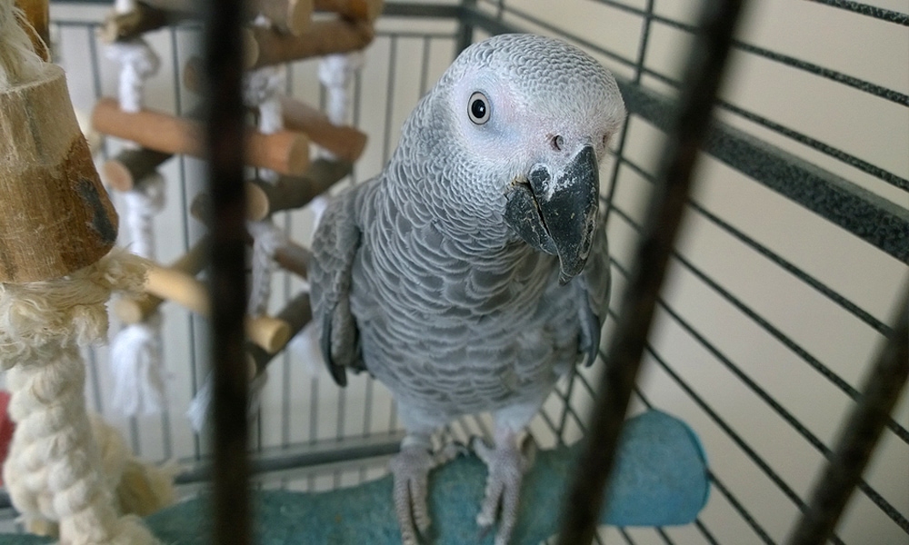 grey parrot