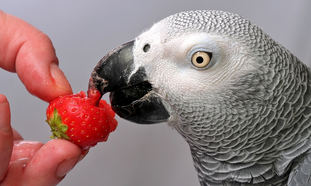 grey parrot