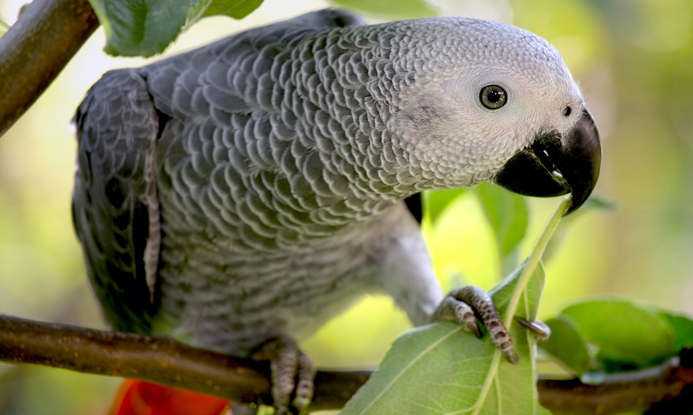 grey parrot