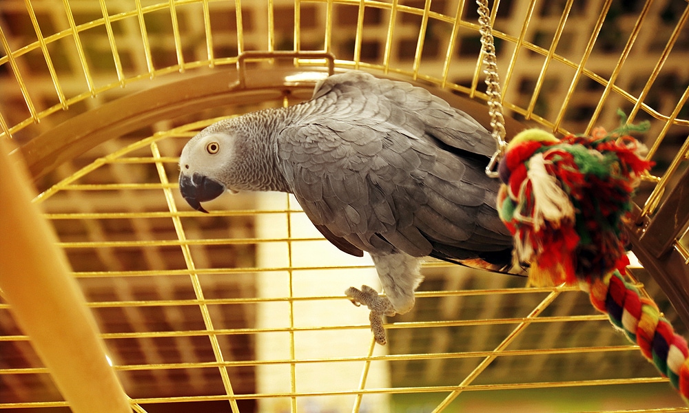 grey parrot