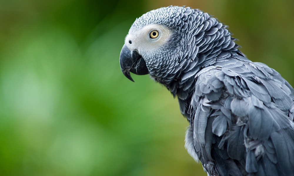 grey parrot