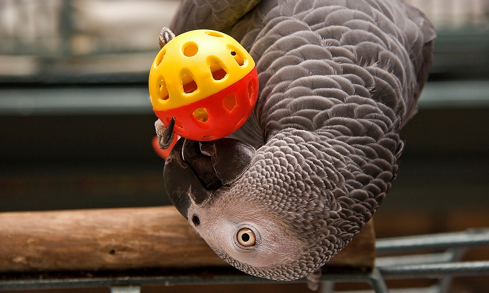 grey parrot