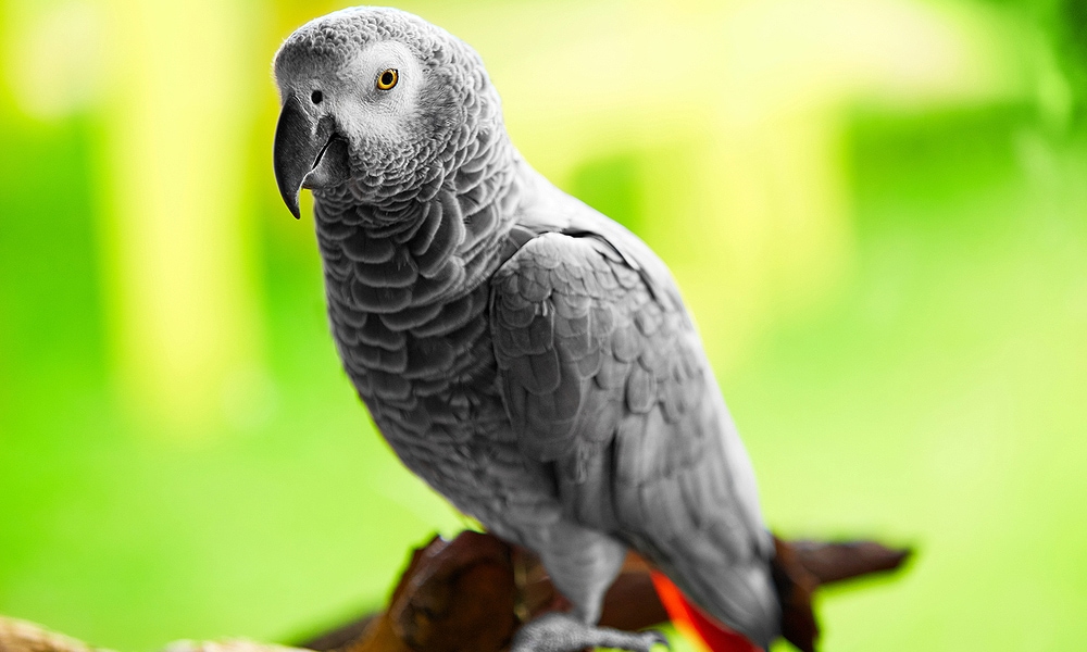 grey parrot