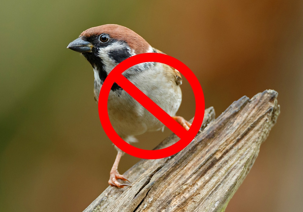 15 Tips On How To Get Rid Of Sparrows