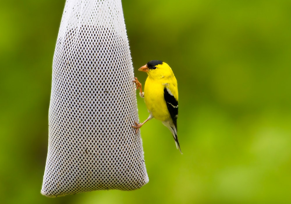 sparrow on a bird feeder