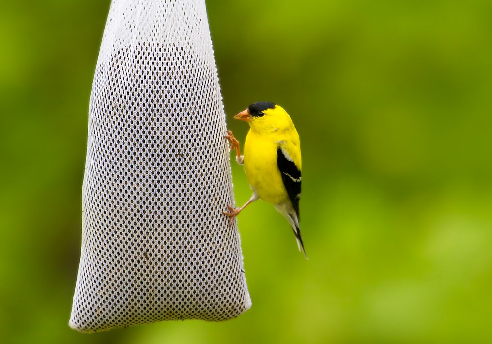 anti sparrow bird feeder