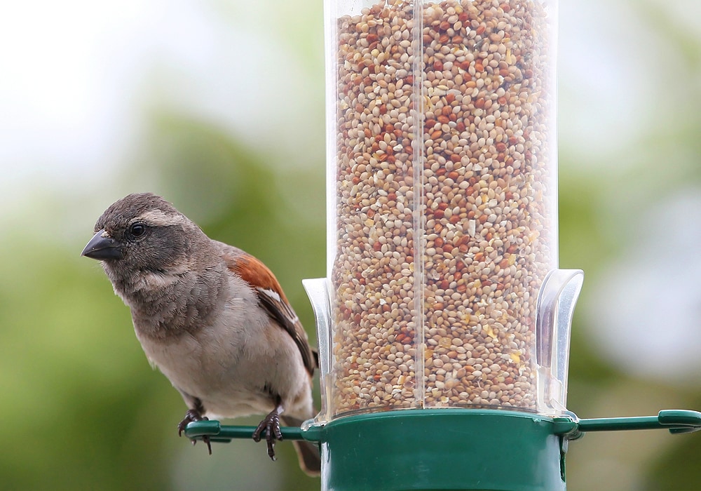 sparrow on a bird feeder