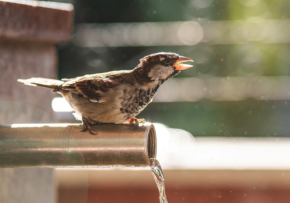 sparrow portrait