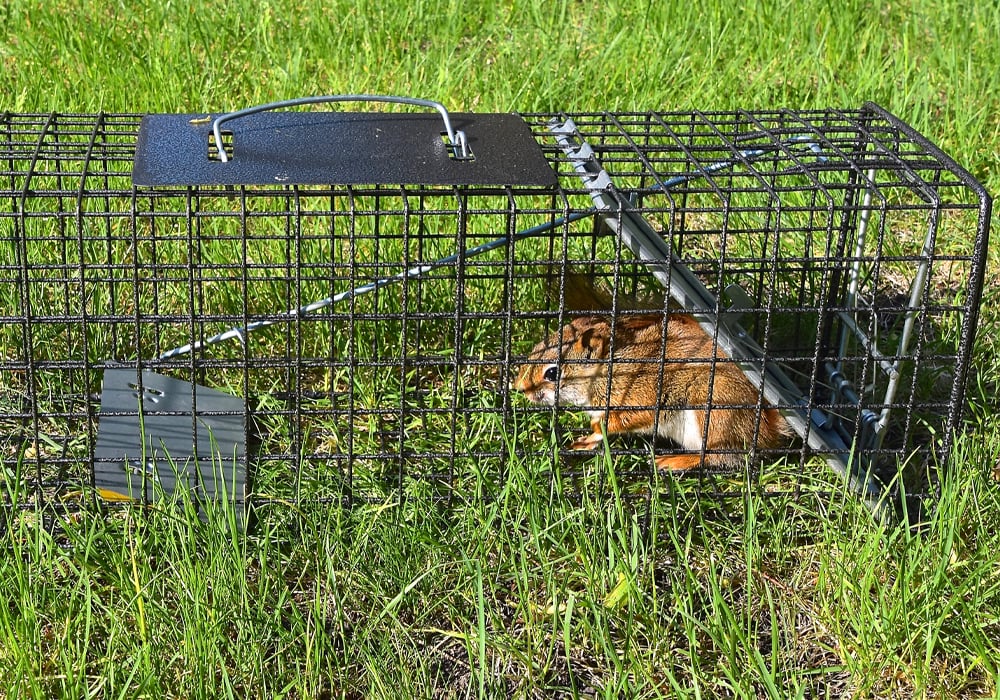 squirrel in a cage