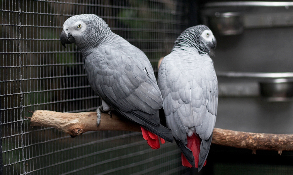 two grey parrots