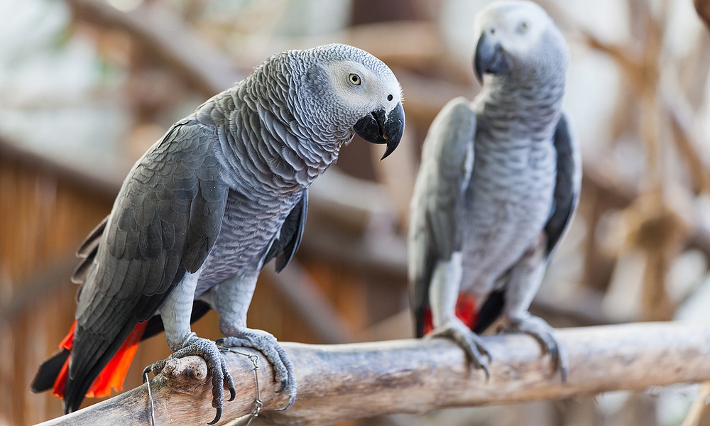 two grey parrots