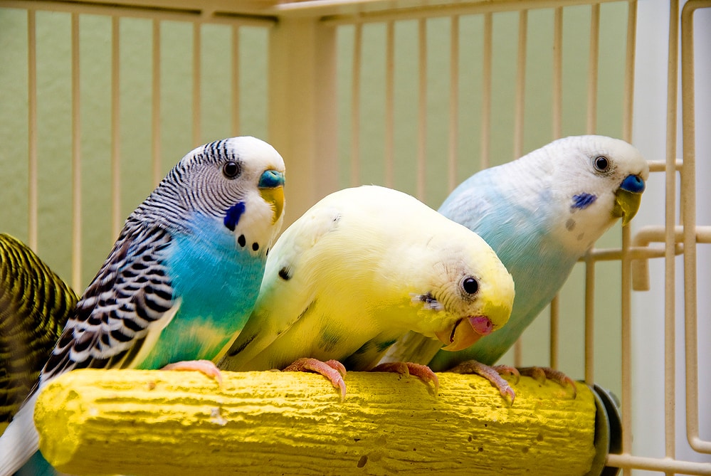 Female best sale parakeet talking