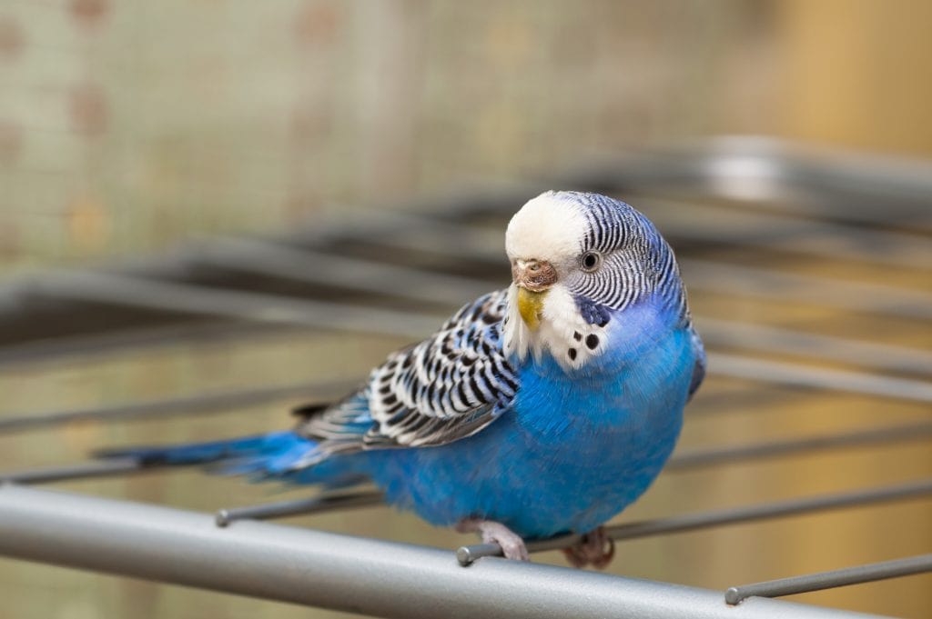 Female blue hot sale parakeet