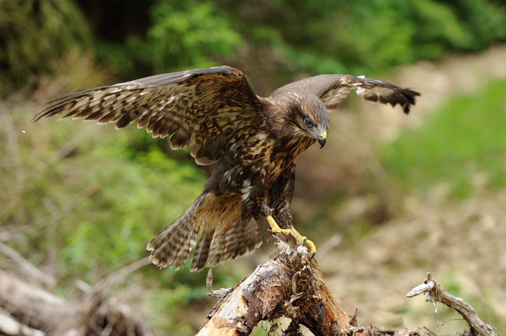 Ireland] This guy was soaring high above, no flapping, a of bird of prey?  I've seen a buzzard in this area, but this kind of looks more like a  sparrowhawk to me?