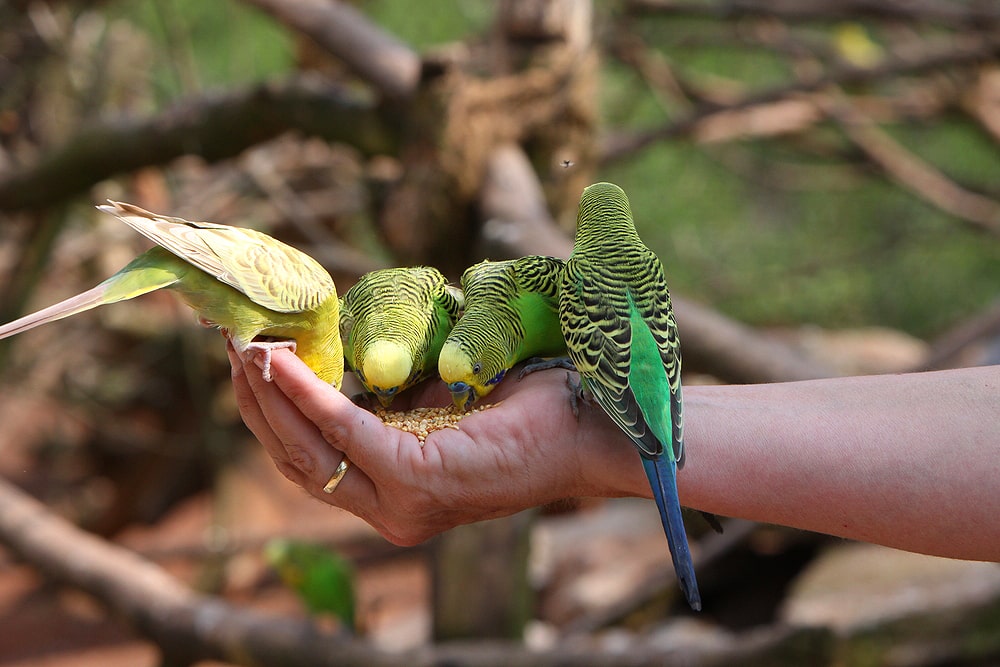 parakeets