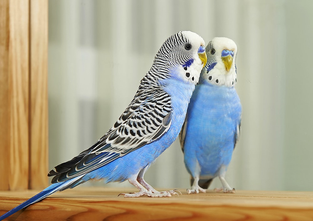 blue and green parakeet