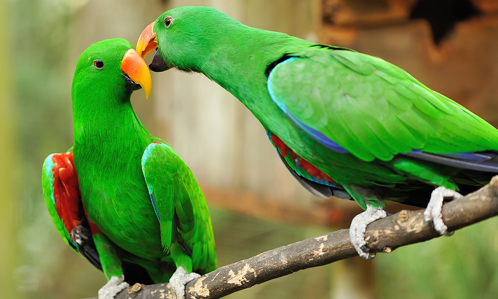 green parrot red beak