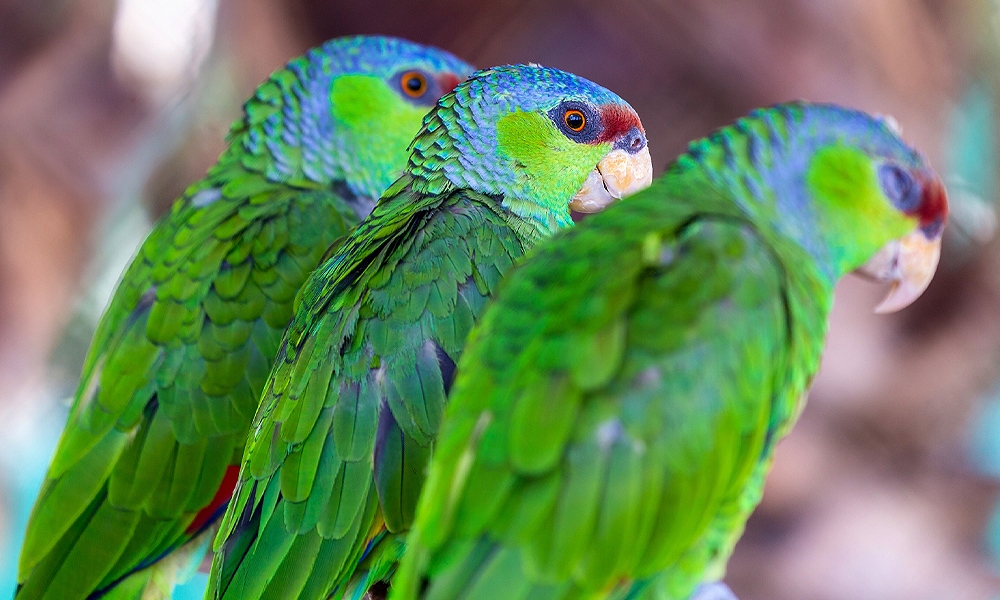 three parrots