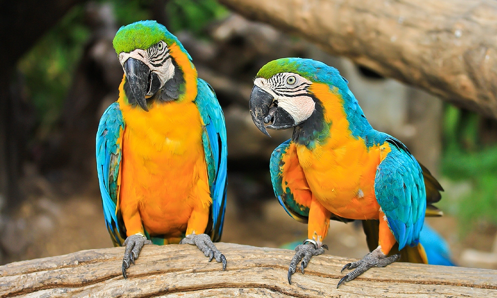 11. Blue and Gold Macaw
