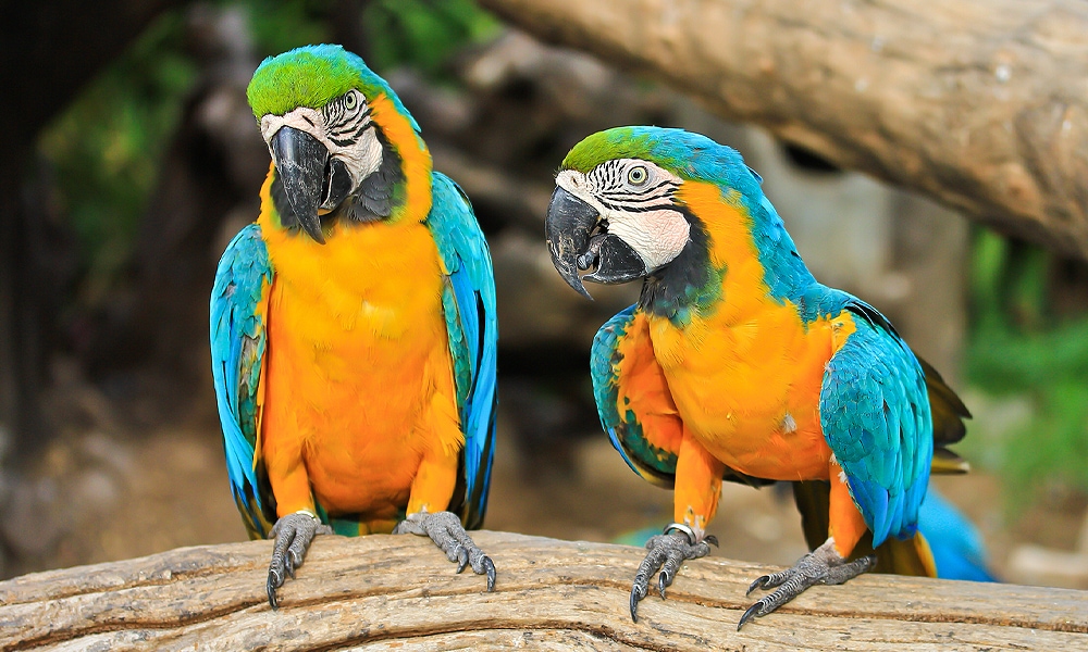 two parrots