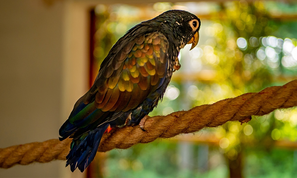 12. Bronze Winged Parrot