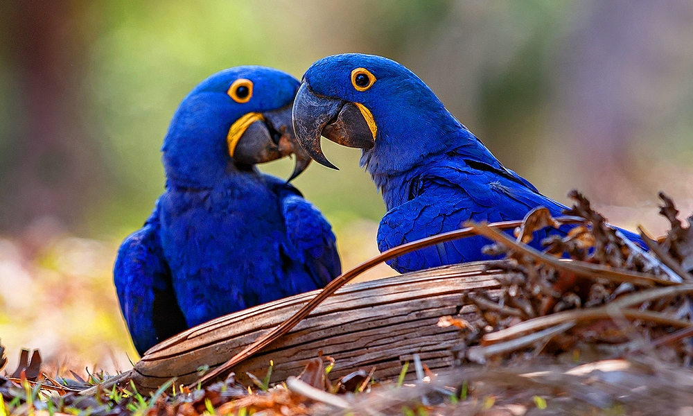 two parrots