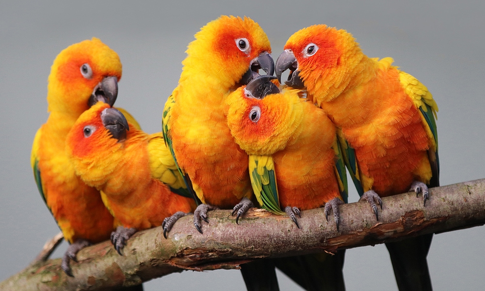 Sun Conure parrots