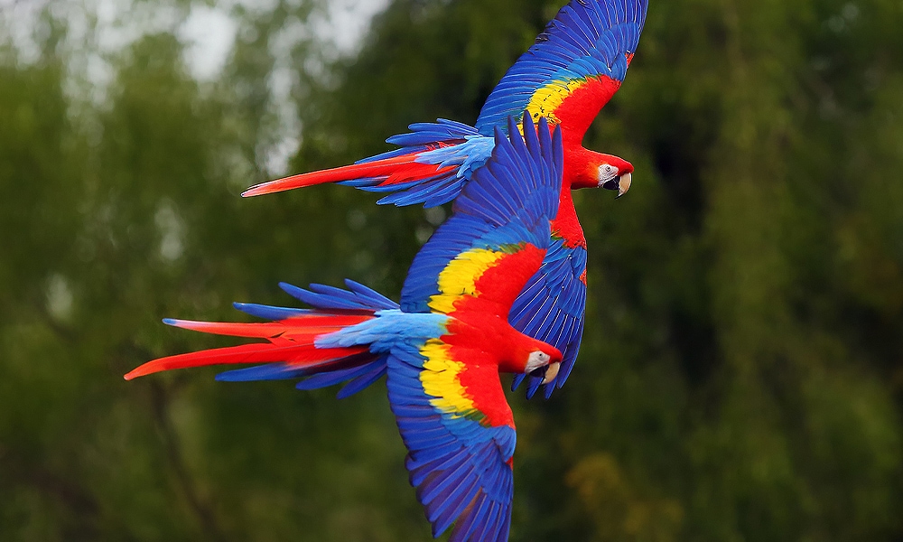 two parrots