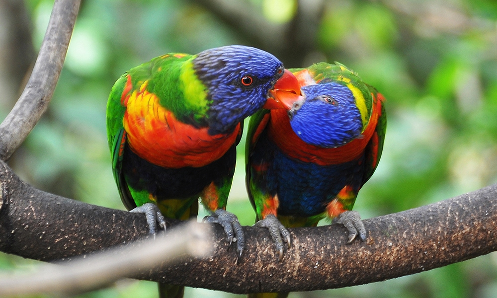 two parrots