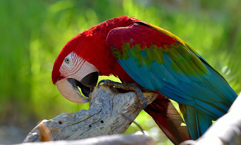 parrot