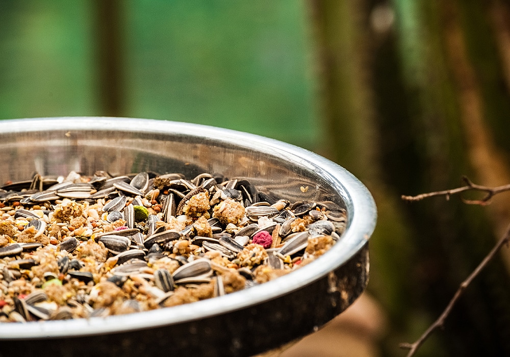 alimento para pájaros