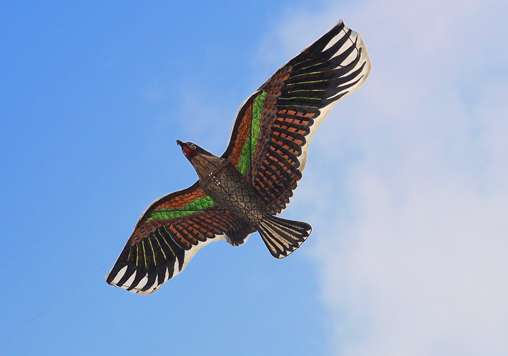 cometa voladora con diseño de pájaro