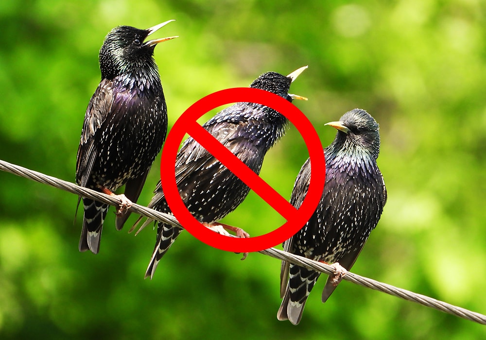 three starlings