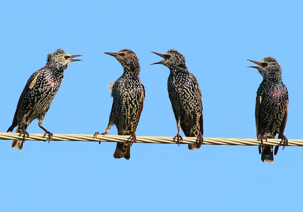 four starlings