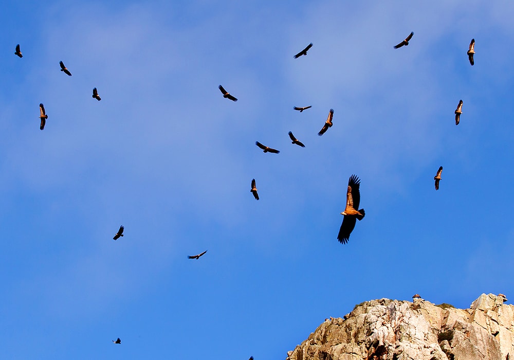 flying turkey vultures