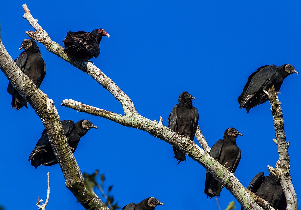 turkey vultures roosting