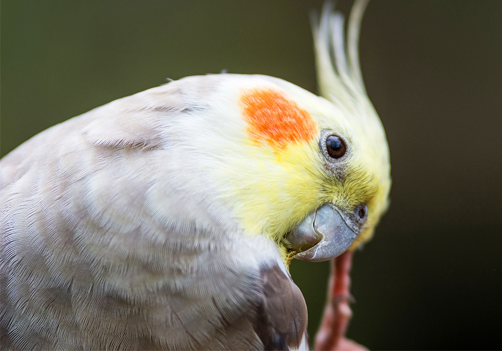 cockatiel