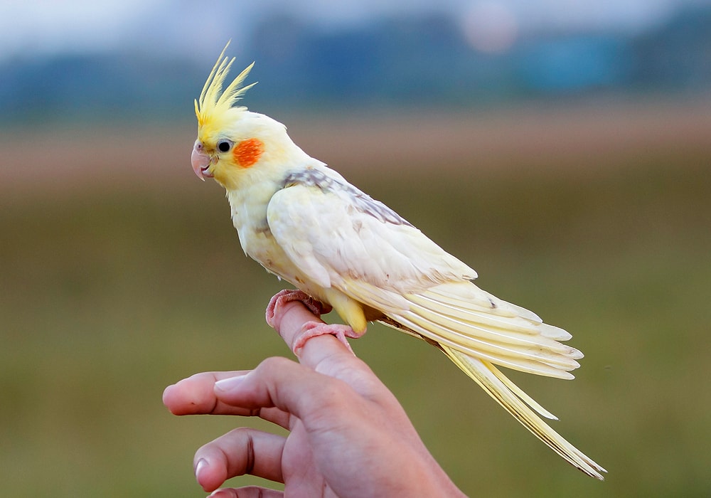 cockatiel