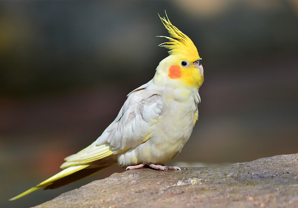 cockatiel