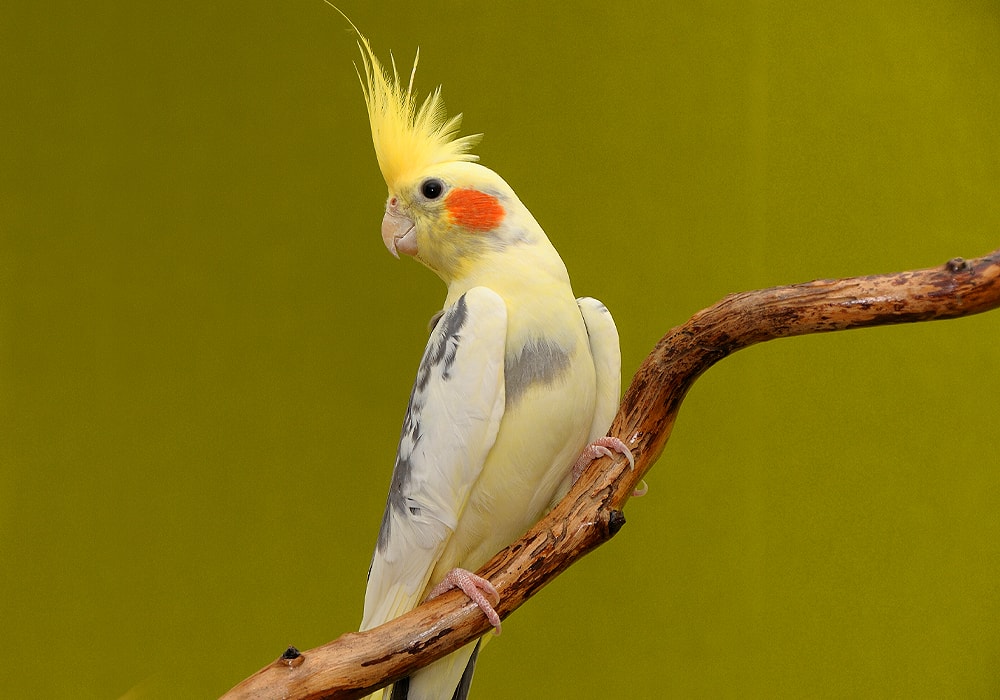 Cockatiel: 