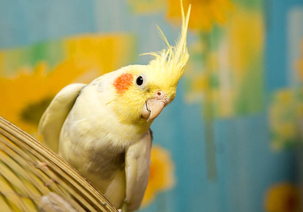 Trained cockatiel store