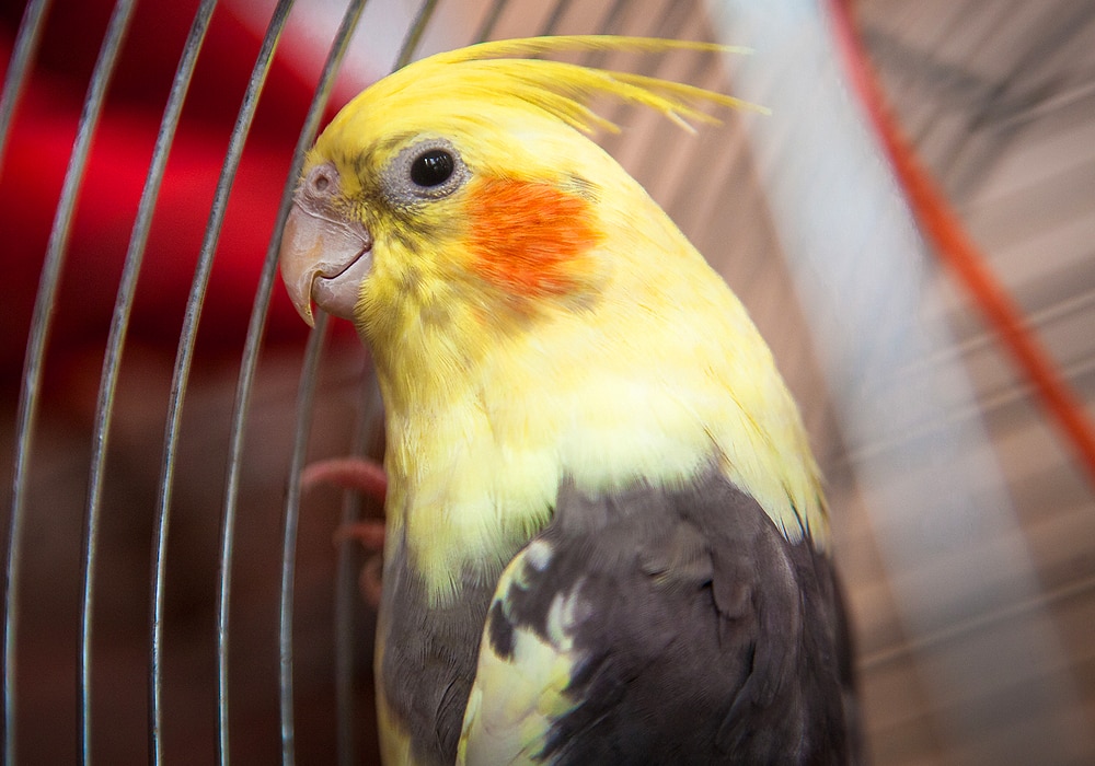 cockatiel