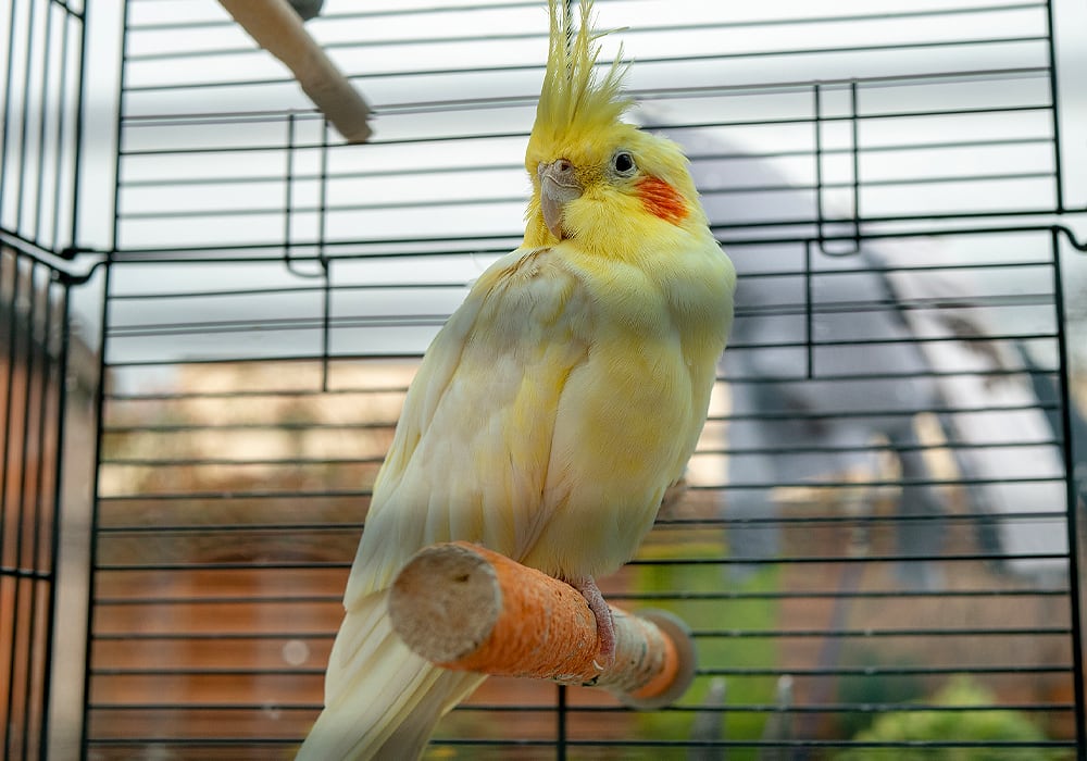 cockatiel