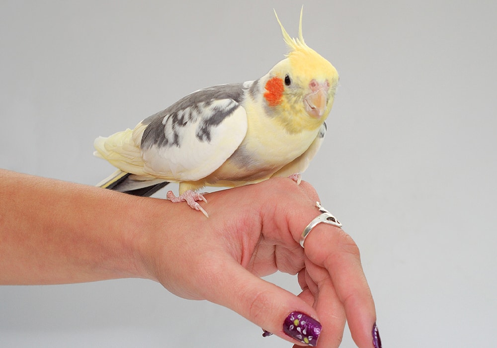 cockatiel