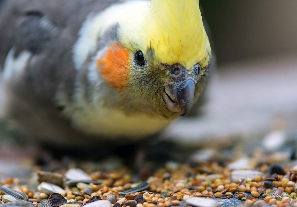 cockatiel